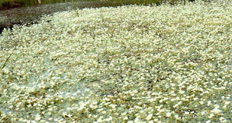 River water-crowfoot